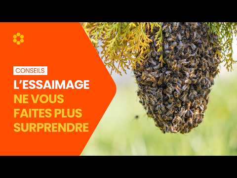 Essaimage des abeilles : comprendre, anticiper et récupérer un essaim