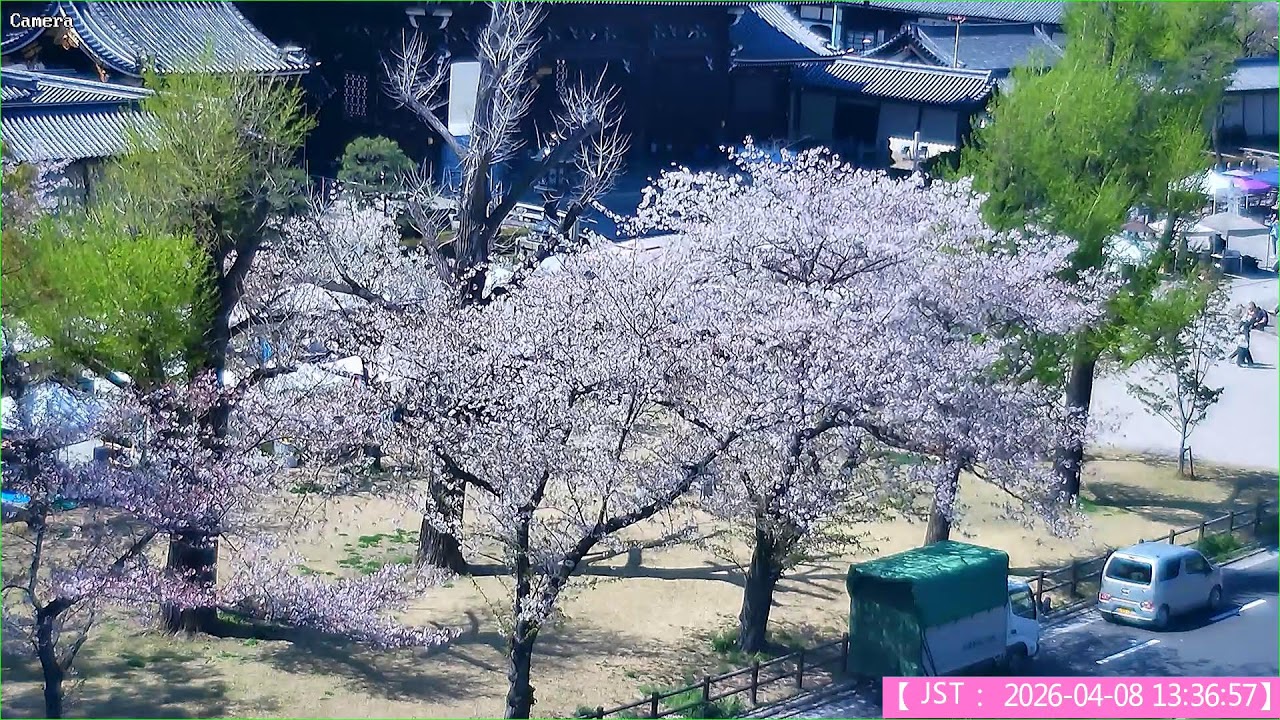 🔴【🌸さくら🌸LIVE】京都ライブカメラ 東本願寺前の市民緑地「お東さん広場」から生中継 KYOTO JAPAN  京都ライブカメラ Livecam 桜 花見