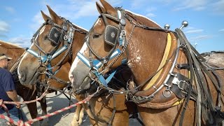 Draft Horse Pull 2016 in 4k UHD Draft Horse Pull 2016 in 4k UHD
