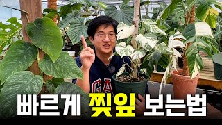 찢잎 이것만 기억하세요!☝️