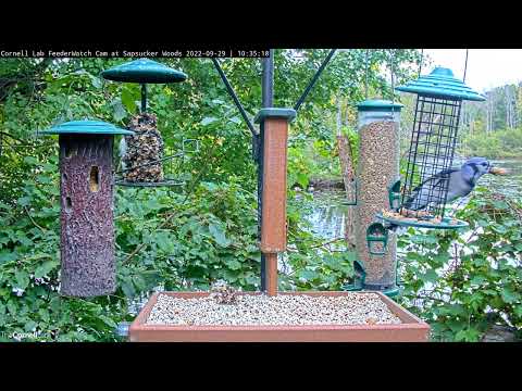 Blue Jays Empty Out Peanut Feeder At Cornell FeederWatch Cam – Sept. 29, 2022