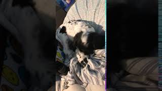 Clumber Spaniel Puppies Videos