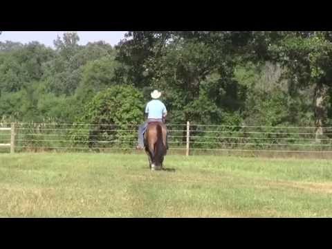 BARONS DUKE JOE JACK - 2011 AQHA GRAY REINING/COWHORSE/ALL AROUND MARE