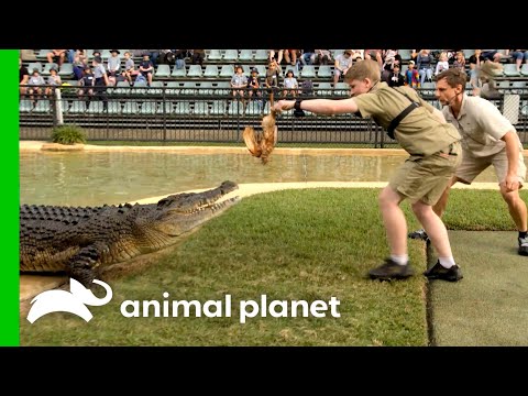 Robert Irwin Lures Crocodile Into Death Roll | Crikey! It's The Irwins | Animal Planet