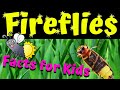 Fireflies | Firefly Facts for Kids | Why Do Fireflies Glow ?