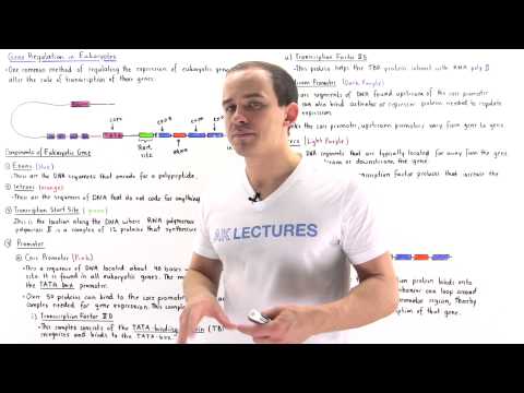 Gene Regulation in Eukaryotes