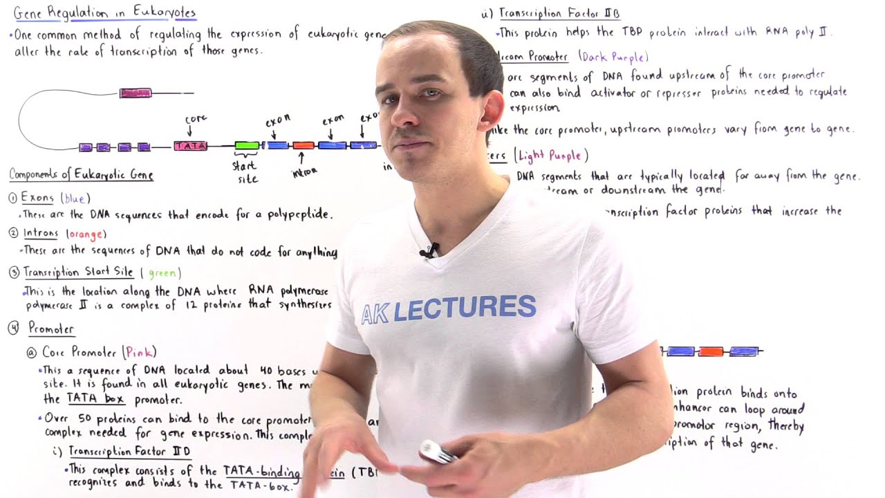 Gene Regulation in Eukaryotes