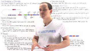 Gene Regulation in Eukaryotes