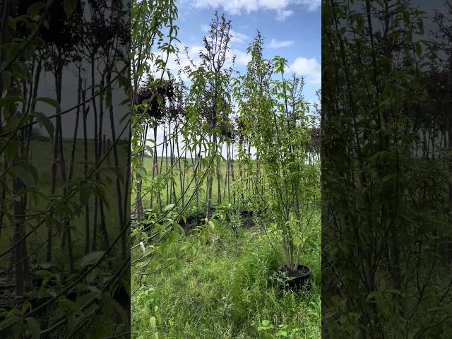 Магнолия Суланжа