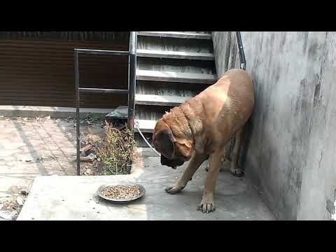 A Gaint English Mastiff huge size at NAGPUR|For Stud|