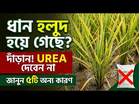 ধানের হলুদ পাতা? সবুজ করার সহজ ৫টি উপায় | paddy yellowing