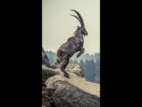 "SCAPEGOAT" - I.D  (PRODUCED BY BANOSTYLEZ)    #hiphop  #bongohiphop #westcoast