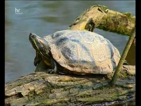 Hessenbilder - Die Karlsaue Kassel