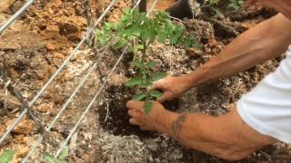 TOMATOES - GROWING STEP BY STEP [HOW TO DO IT]  (OAG 2017)