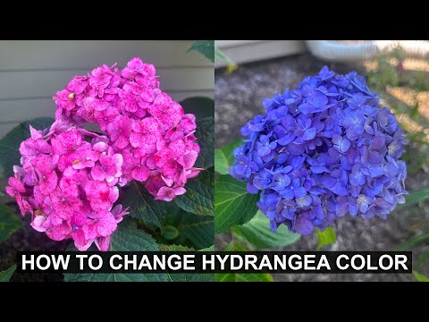 How to Change the Color of Your Hydrangea Flowers