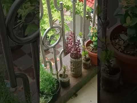 subscribe my channel #viralshort #plantsofindia #floweringplant #garden