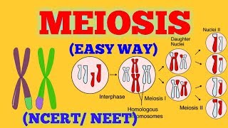 CELL DIVISION / MEIOSIS (EASY WAY) / NCERT/ NEET