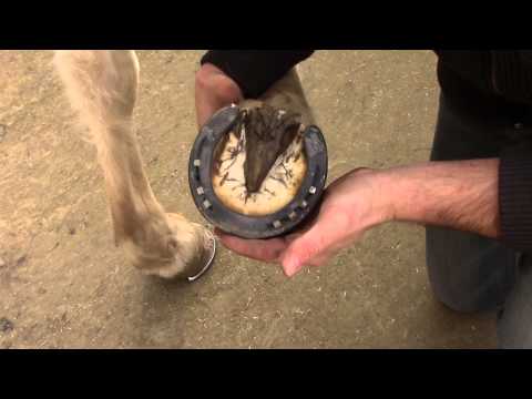 comment soigner la fourchette d'un cheval