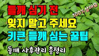 6월텃밭작물 들깨심는시기 / 웃거름주는시기 와 순치는시기 함께 알아보기