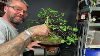 Defoliating My Overgrown English Oak Bonsai And Wiring - Part Two