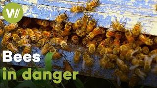 The negative effects of human activity on bees | Master of Bees (Argentina)