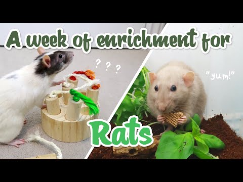 Giving my rats enrichment every day for a week