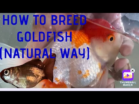 HOW TO BREED GOLDFISH (Natural Way)