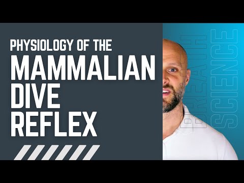 Mammalian Dive Reflex