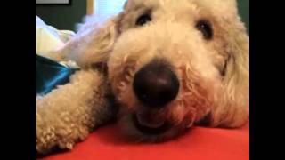 Dog squeaks when booped