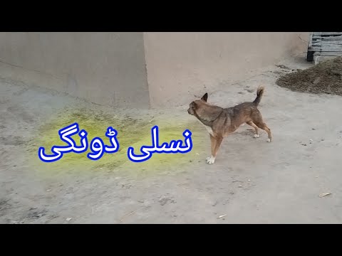 Dogs vs Man Fight Funny || dogs funny video