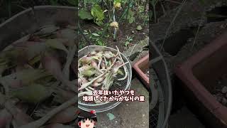 庭に畑を作ってみた【その57】#shorts