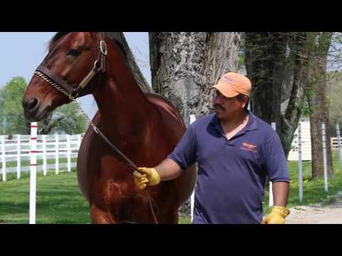 Hanover Shoe Farms Stallions