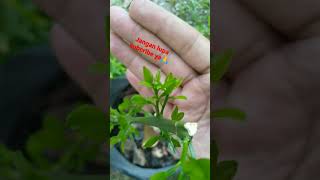 Download lagu melakukan pruning total agar jeruk berbuah.#shorts #tabulampot #buahlangkadanunik #jeruk mp3