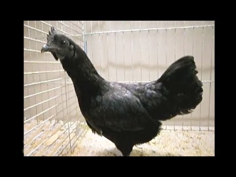 Cemani, Bayerische Landesgeflügelschau 2015