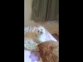 Elmo Hates Squeaky Toy
