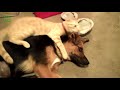 FUNNY ANIMALS DOGS CATS VIDEO - Funny Animals Funny Pranks Funny Fails #5