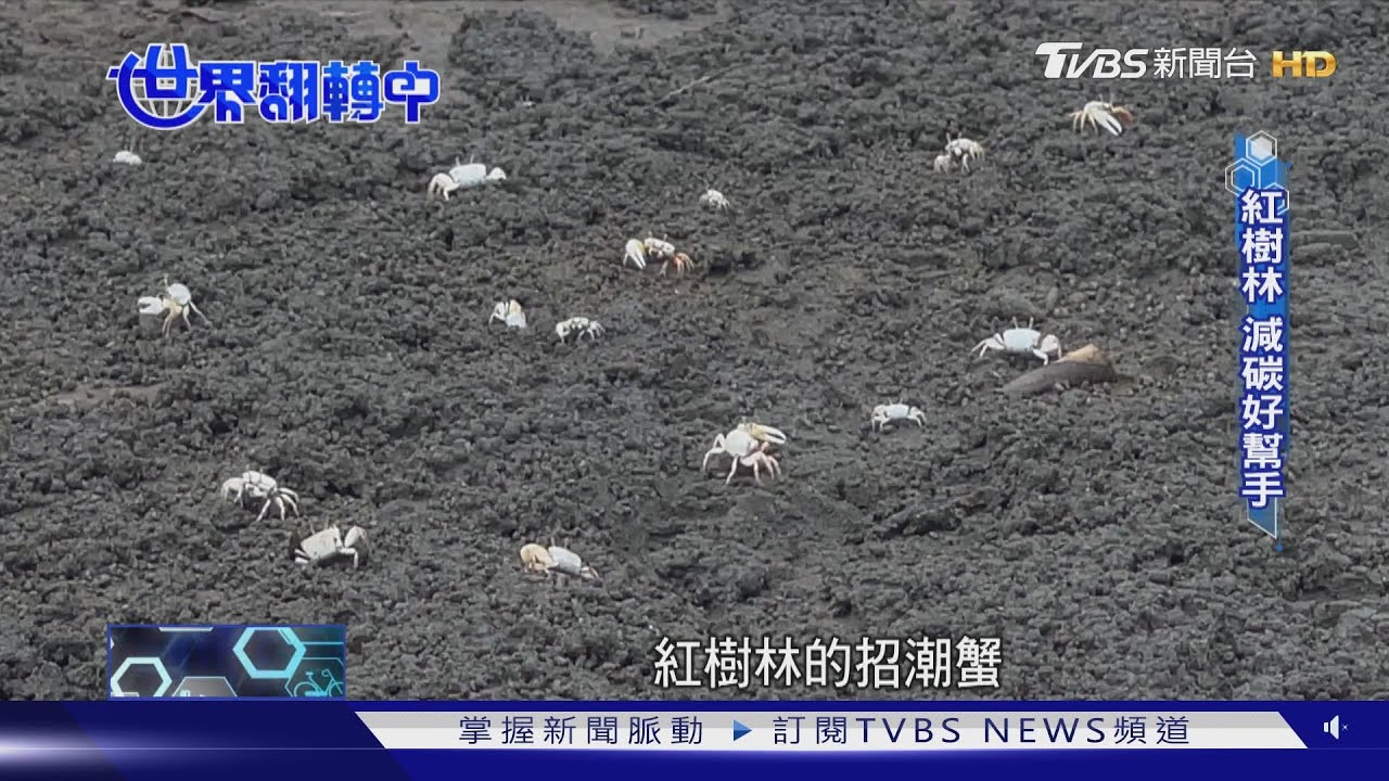 台灣減碳尖兵!紅樹林吸碳力強 等同3000座大安森林公園