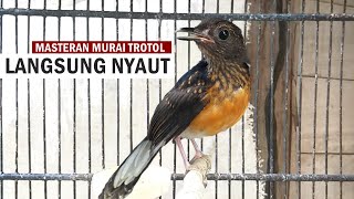 Download lagu MURAI BATU TROTOL GACOR ‼️ Suara pancingan MB anakan agar cepat EMOSI & NGEPLONG Bongkar isian mp3 Download lagu MURAI BATU TROTOL GACOR ‼️ Suara pancingan MB anakan agar cepat EMOSI & NGEPLONG Bongkar isian mp3