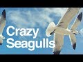 Don T Bring Fries To A Beach Full Of Seagulls