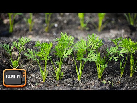 Carrots will sprout in 3 days if you sow them like this!