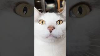 最高に可愛い家族の動画を見てくれー！ねこのあくび🥱💘🫠#猫  #shorts