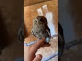This Vocal Baby ️ ️ Oriental Scops Owl