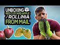 unboxing rollinia and red custard apple from mail