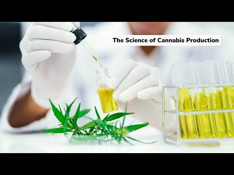 The Science of Cannabis Production | Discover Marijuana