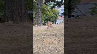 奈良・興福寺 シカさんの親子が可愛い🦌 #japan #travel #奈良