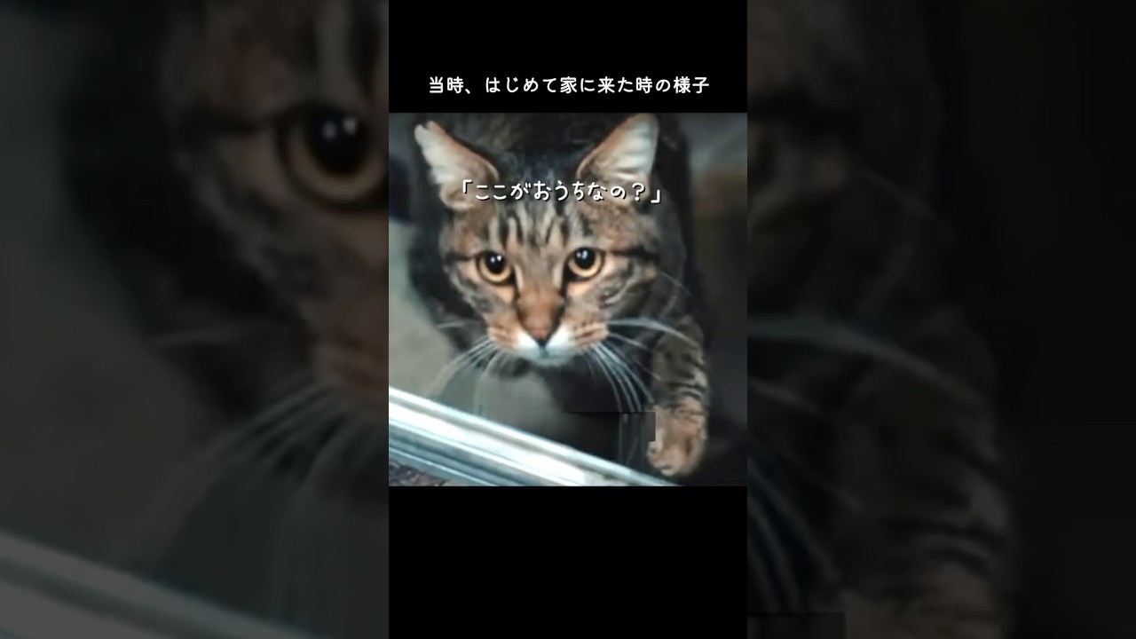 公園に捨てられ、家に遊びに来る猫#野良猫 #捨て猫