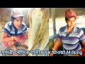 Dairy Cow Milking Village Beautiful Girl Drinking Cow Milk At Dairy Farm