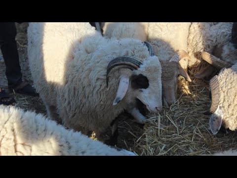 جولة في رحبة السعي مرناق و فكرة على أسعار العلوش 