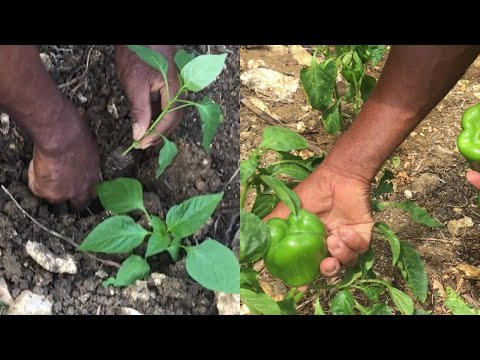 Sweet Peppers TRANSPLANTING and HARVESTING/ SWEET PEPPER FARMING in JAMAICA / Earth's Medicine