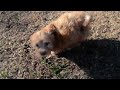 Havapoo dogs for sale: Scout - Video 1
